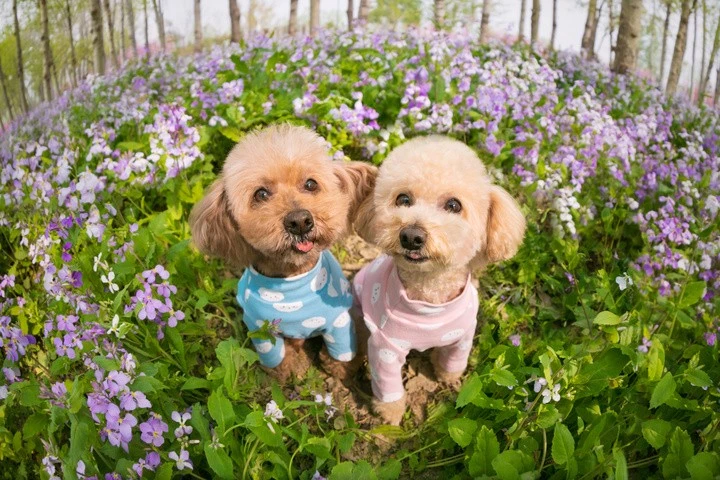 泰迪狗的毛发养护指南