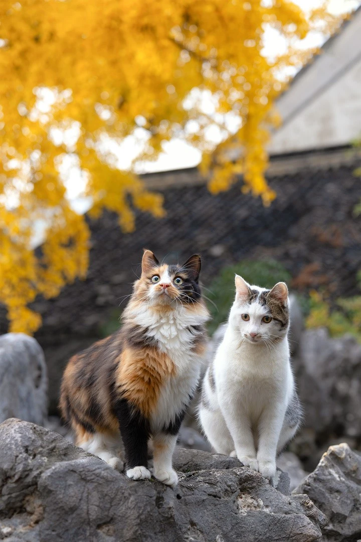 猫咪聪明毛?是什么?