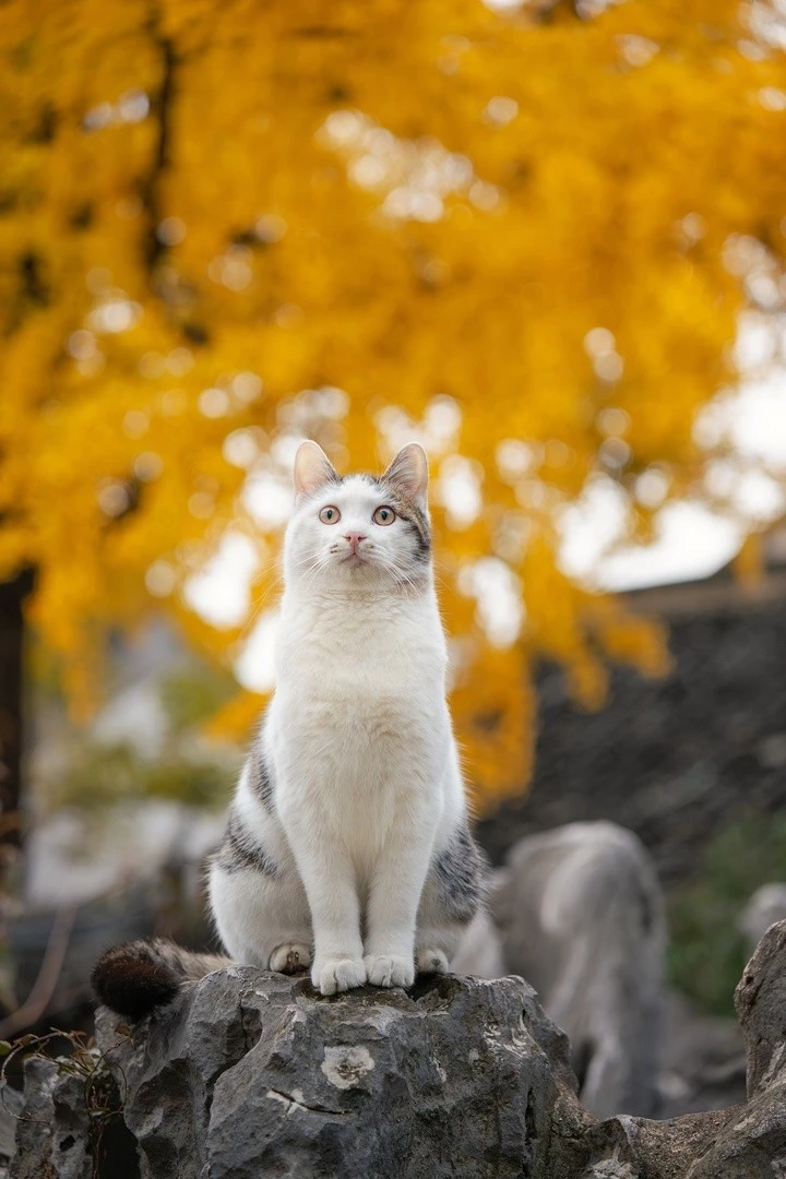 猫咪聪明毛?是什么?