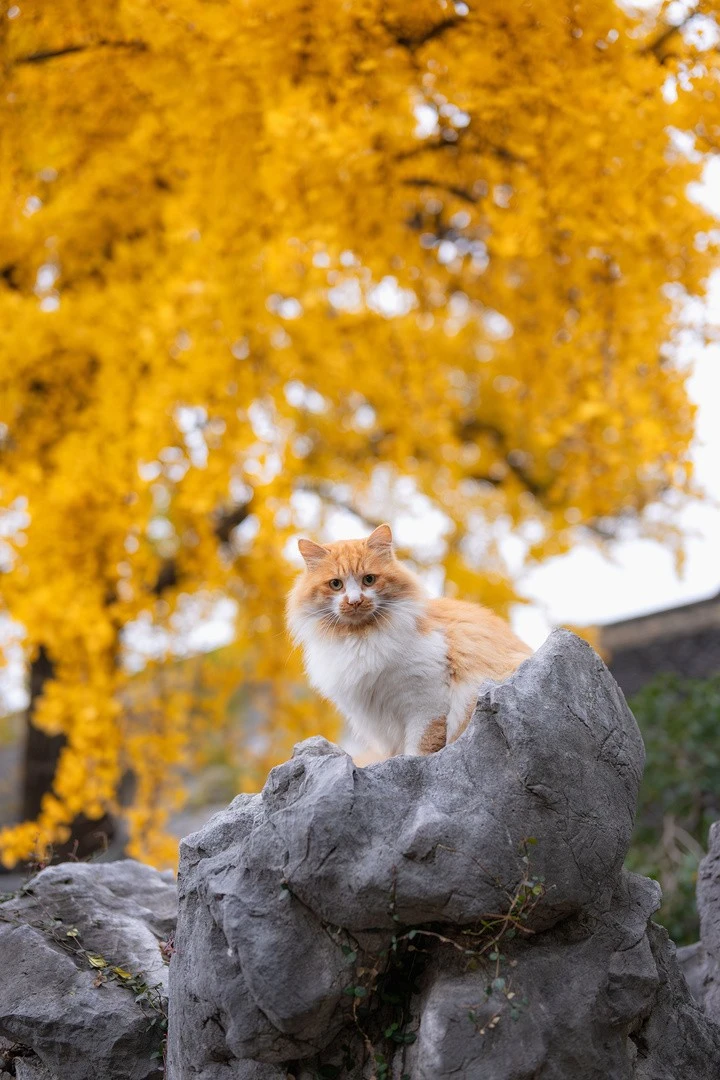 猫咪聪明毛?是什么?