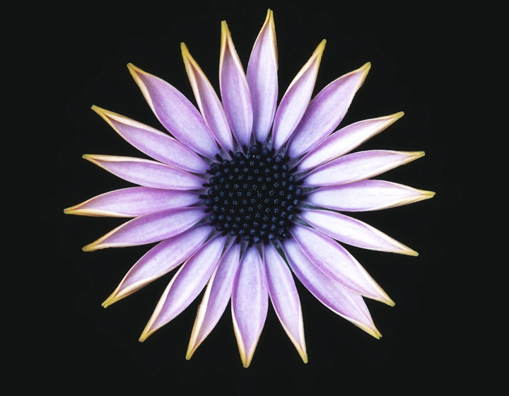 这是一篇来自春天的文章