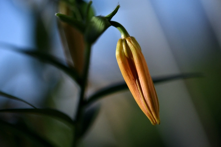 花卉摄影中背景的选择和使用