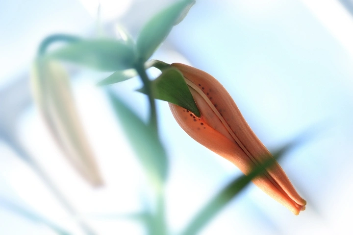 花卉摄影中背景的选择和使用