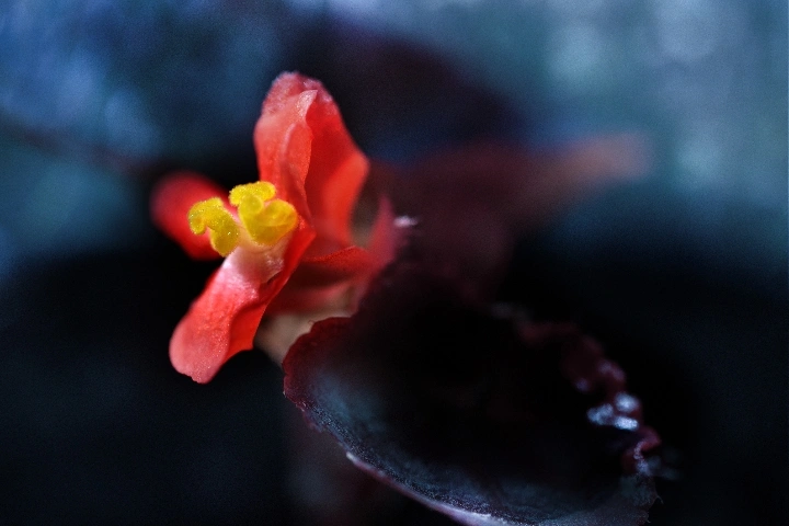 花卉摄影中背景的选择和使用