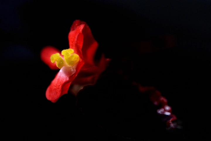 花卉摄影中背景的选择和使用