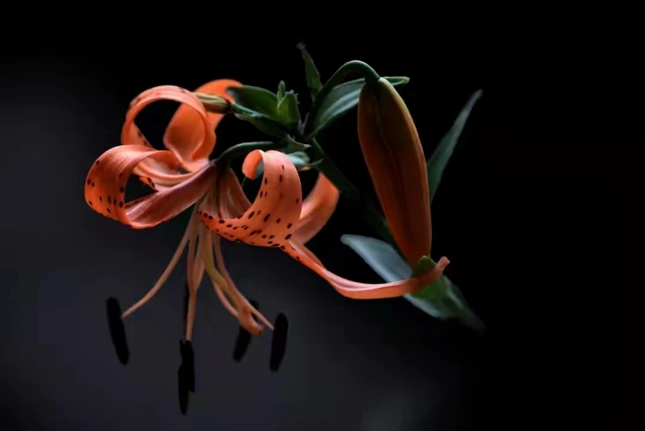 从同一枝花的几种拍摄方法中寻找摄影风格和摄影的趣味