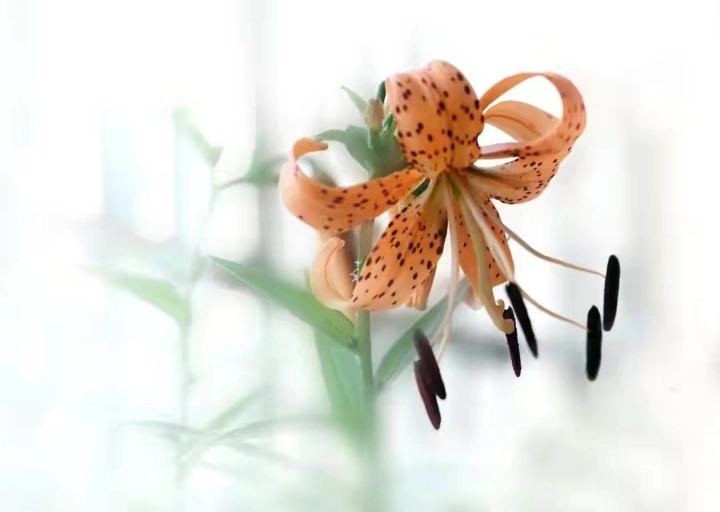 从同一枝花的几种拍摄方法中寻找摄影风格和摄影的趣味