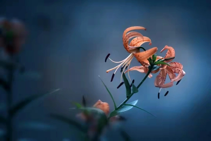 从同一枝花的几种拍摄方法中寻找摄影风格和摄影的趣味