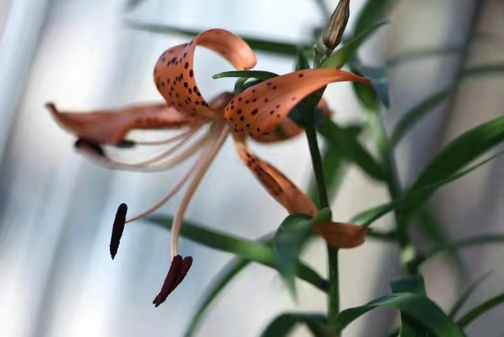 从同一枝花的几种拍摄方法中寻找摄影风格和摄影的趣味