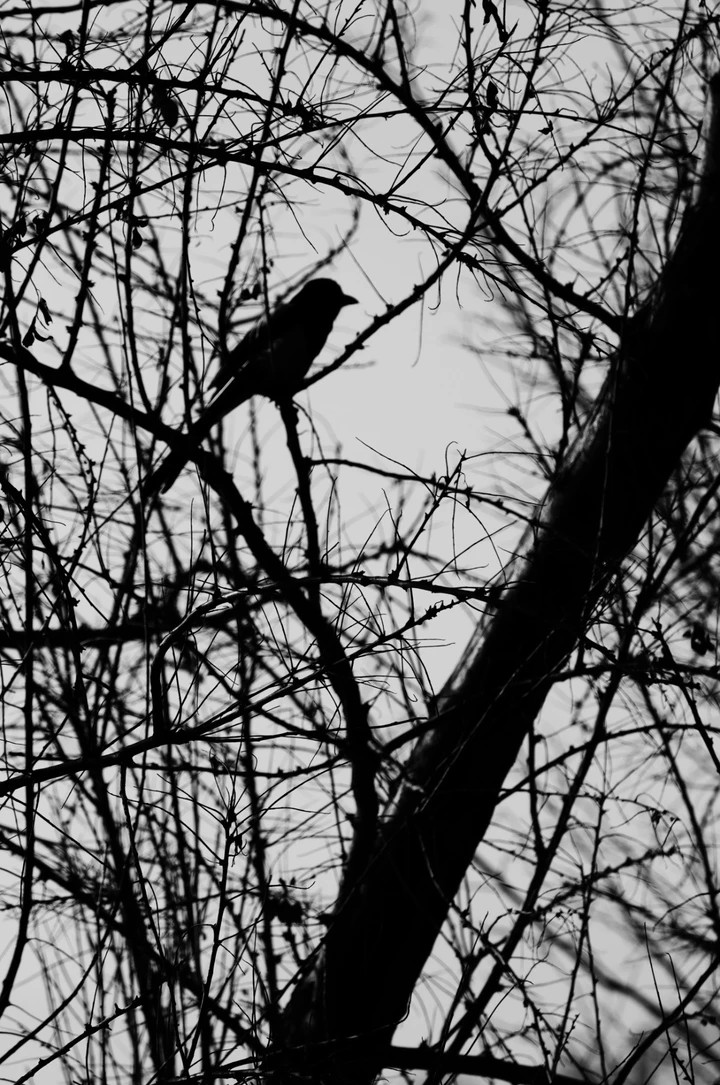 当世界褪去色彩：我的黑白扫街日记与光影哲学