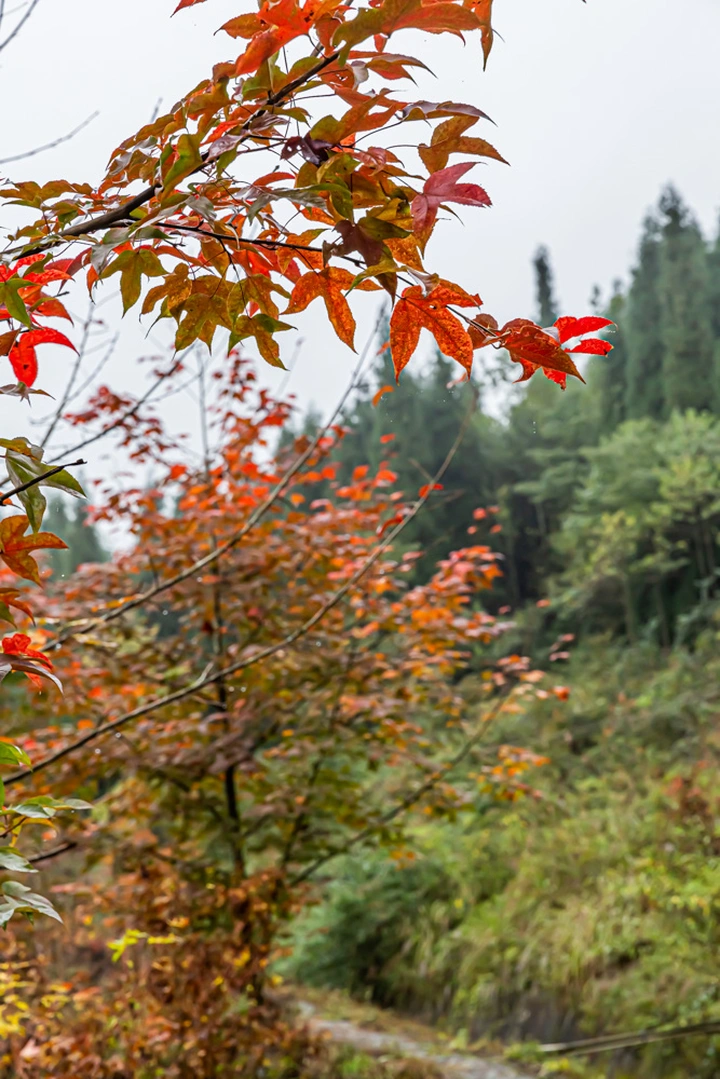 秋染小山村