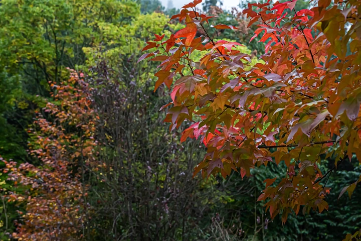 秋染小山村