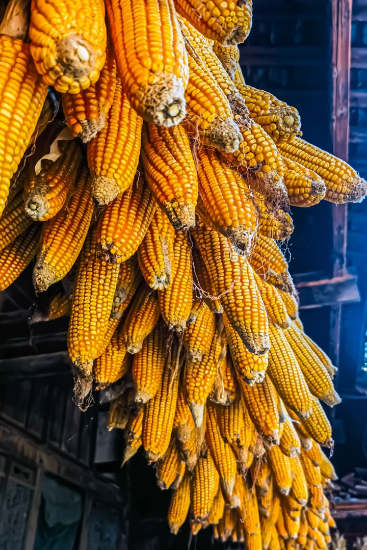 农家秋收金满园