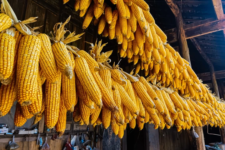 农家秋收金满园