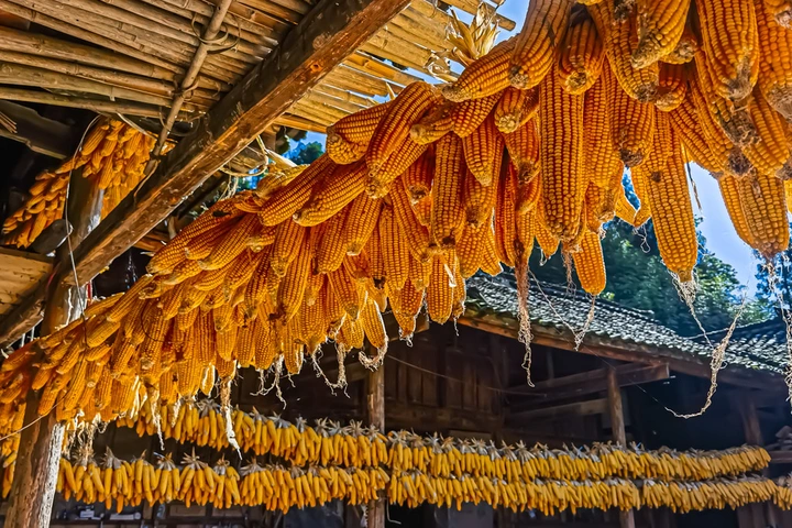 农家秋收金满园