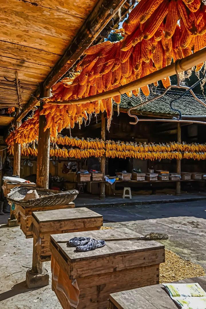 农家秋收金满园