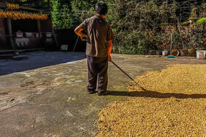 农家秋收金满园