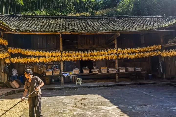 农家秋收金满园