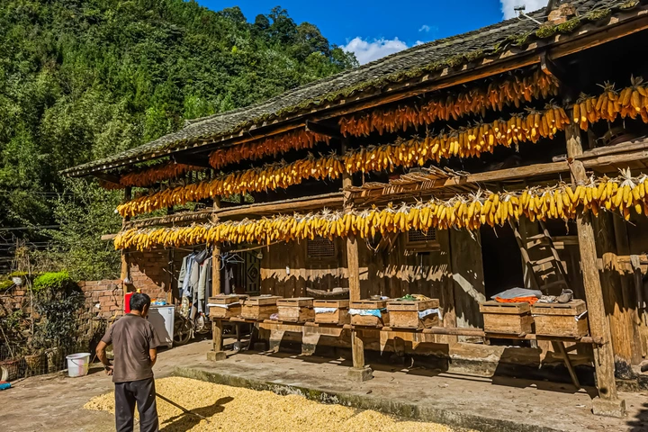 农家秋收金满园