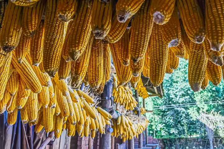 农家秋收金满园