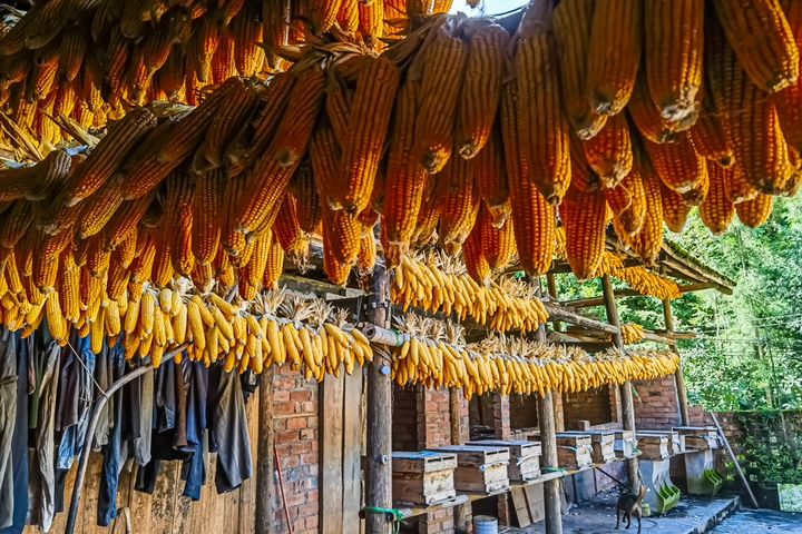 农家秋收金满园