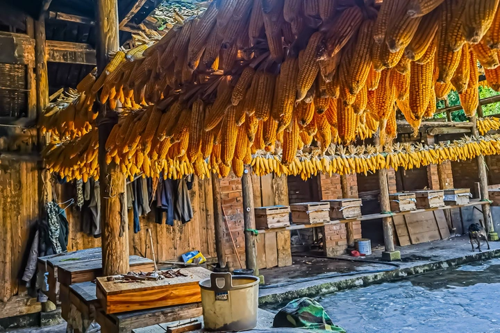 农家秋收金满园