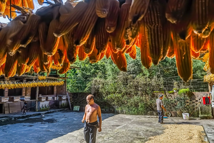 农家秋收金满园