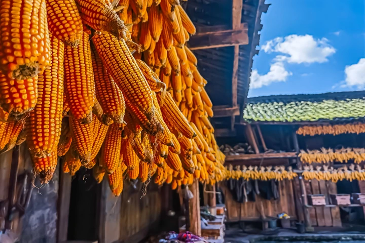 农家秋收金满园