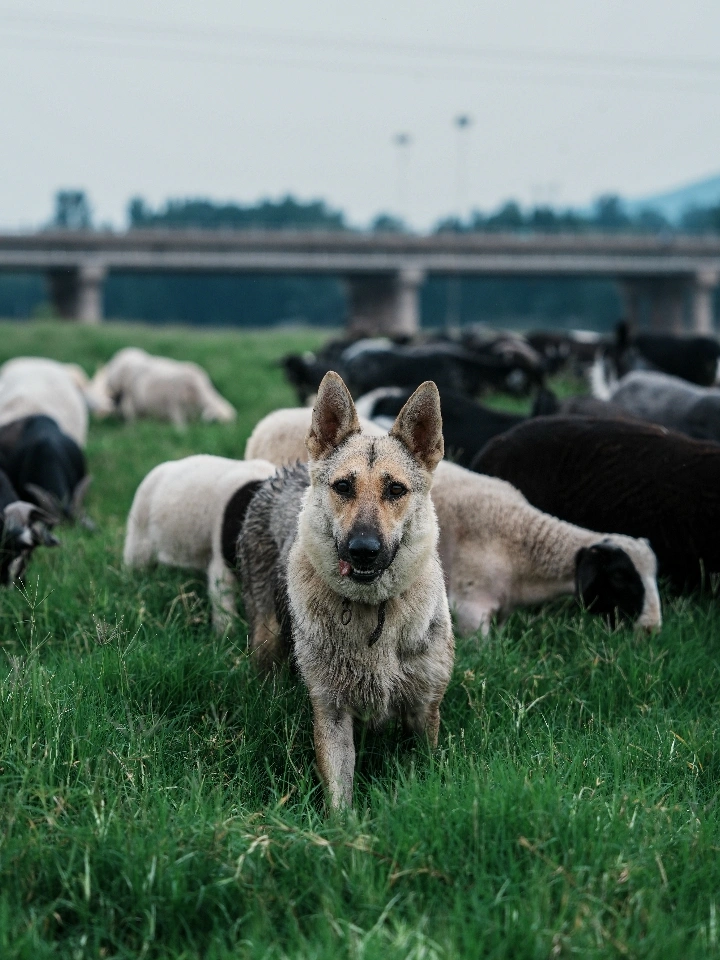 旅行志 | 水库牧羊人