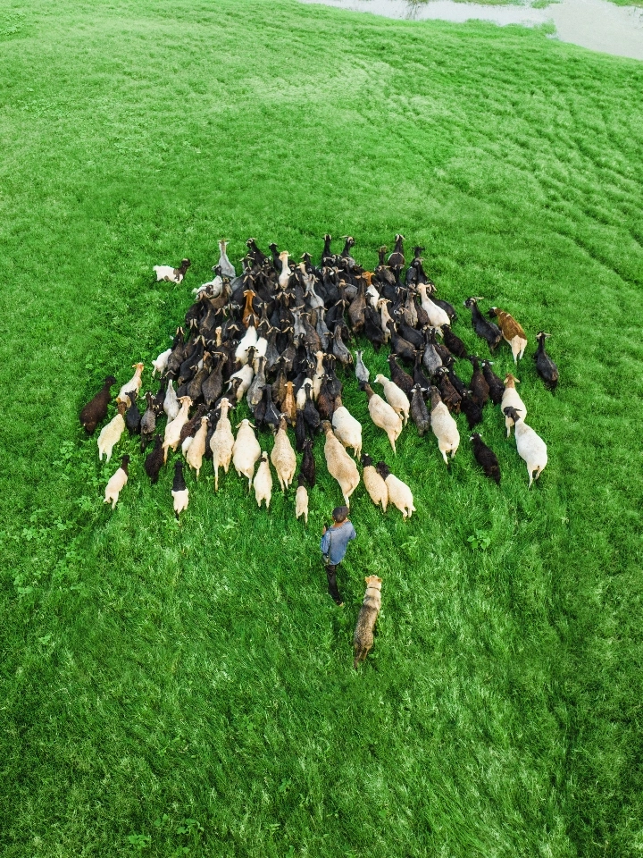 旅行志 | 水库牧羊人