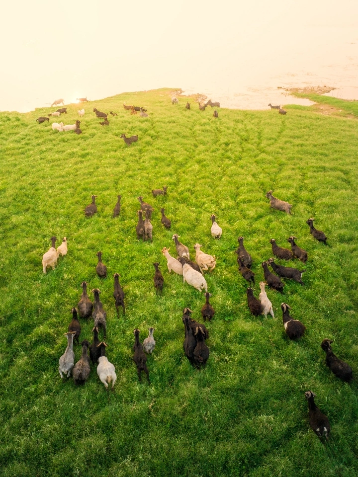 旅行志 | 水库牧羊人
