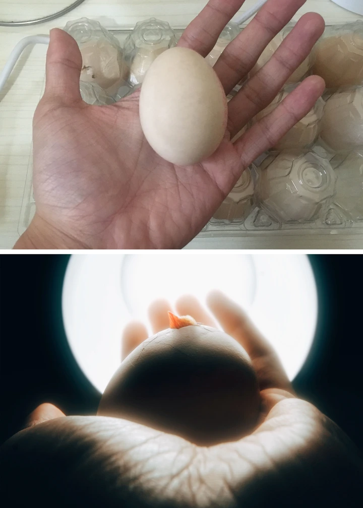 在家不出门怎么拍大片？一个鸡蛋带来的创意