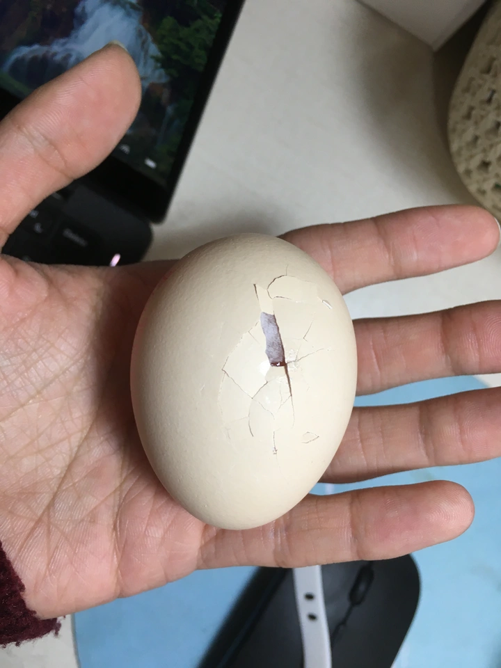 在家不出门怎么拍大片？一个鸡蛋带来的创意