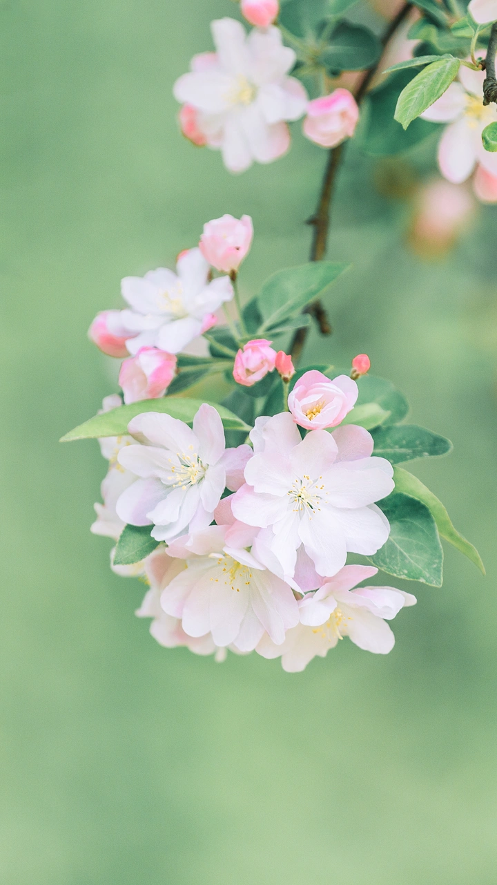 雅俗共赏的海棠