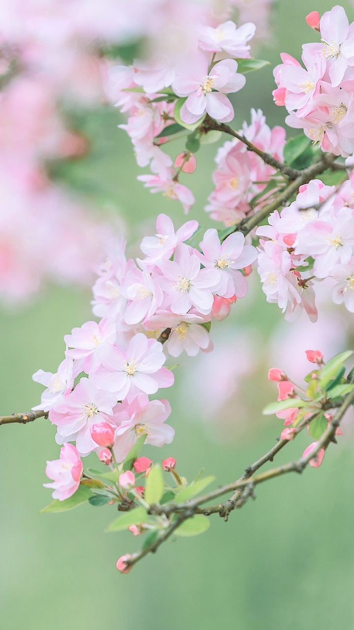 雅俗共赏的海棠