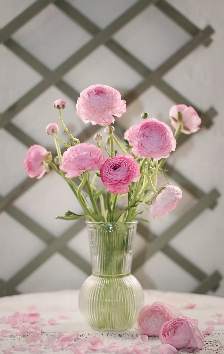 洋牡丹的养护方法