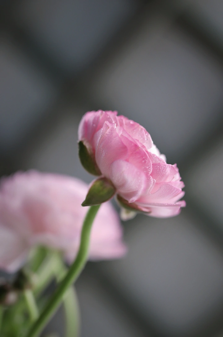 洋牡丹的养护方法