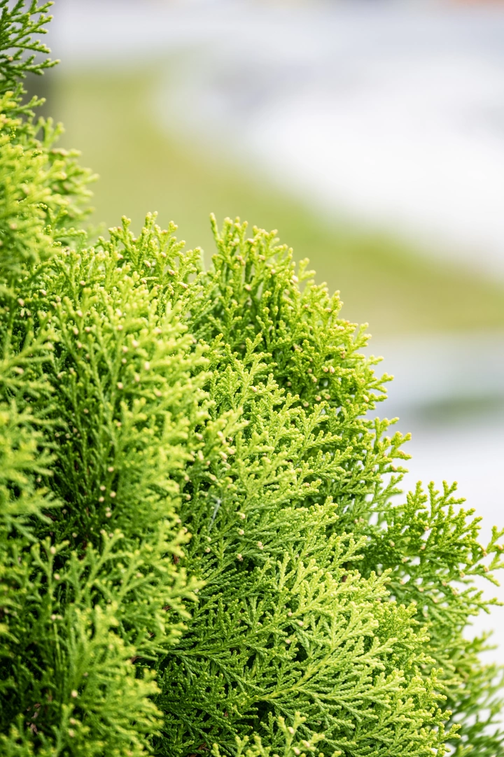 松柏杉辨别指南