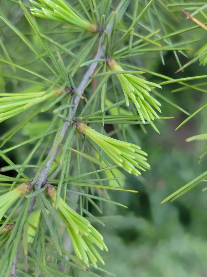 松柏杉辨别指南
