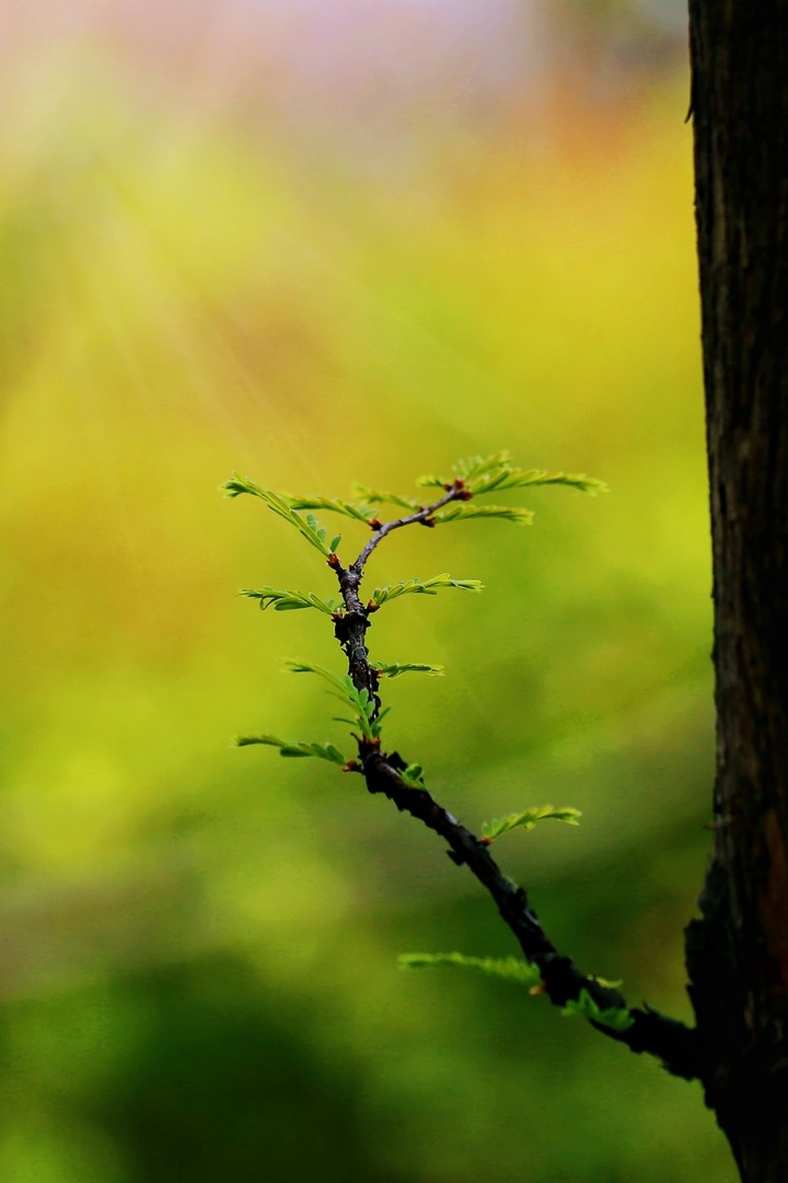 松柏杉辨别指南