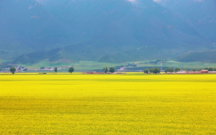 最美的年华,去看一场花事!