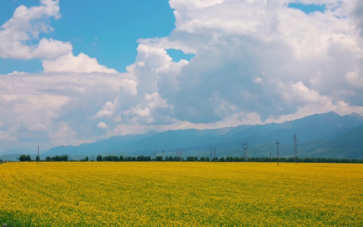 最美的年华,去看一场花事!