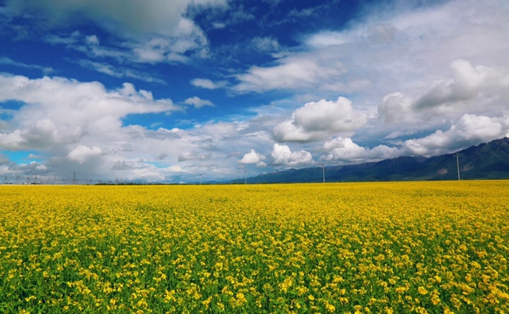 最美的年华,去看一场花事!