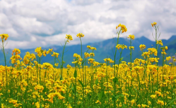 最美的年华,去看一场花事!