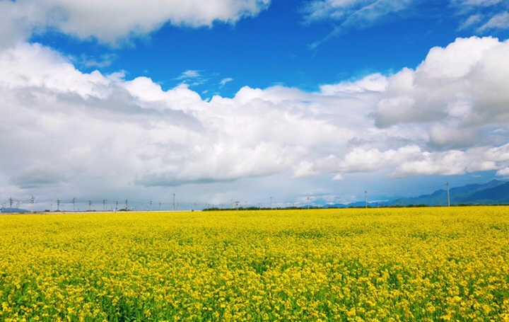 最美的年华,去看一场花事!