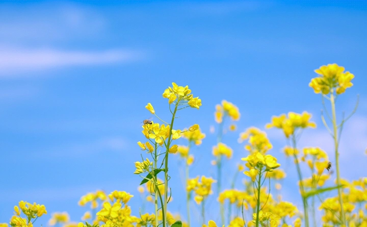 最美的年华,去看一场花事!