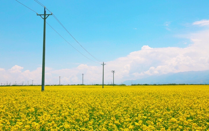 最美的年华,去看一场花事!