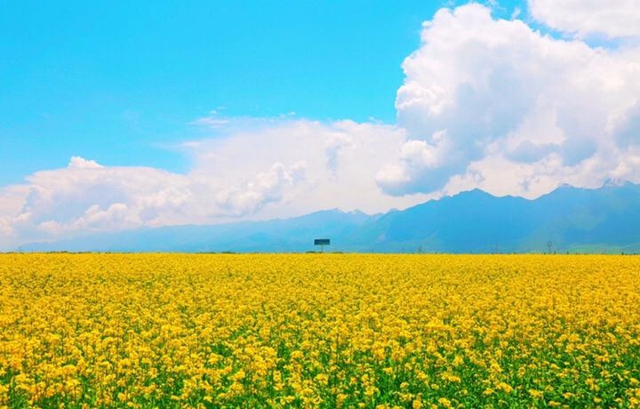 最美的年华,去看一场花事!