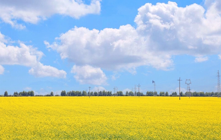 最美的年华,去看一场花事!