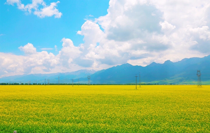 最美的年华,去看一场花事!